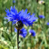 @starlinguk@kbin.social avatar
