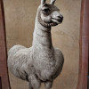 @CaliguLlama@feddit.nl avatar