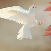 @Albin004@lemmy.today avatar