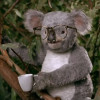 @MonsieurKoala@lemmy.ml avatar