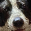 @Streetdog@lemmy.world avatar