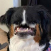 @TornadoRex@lemmy.world avatar