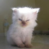 @AshursBanHappyPal@kbin.social avatar