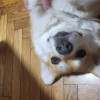 @PM_me_your_doggo@lemmy.world avatar