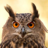 @wildeaboutoskar@lemmy.world avatar