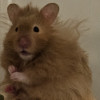 @Shkshkshk@dice.camp avatar