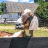 @iLikeGoats@kbin.social avatar