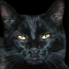 @housepanther@lemmy.goblackcat.com avatar