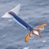 @FlyingSquid@lemmy.ml avatar