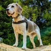 @CuriousBeagle@kbin.social avatar