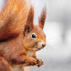 @squirrel@discuss.tchncs.de avatar