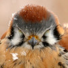 @CozyKestrel@reddthat.com avatar